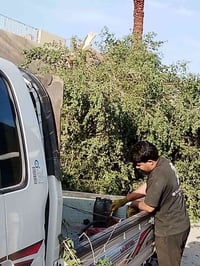 تقطيع إلا شجار 07748898738