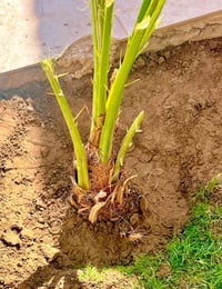 فسائل نخل شويثي • توصيل • الشطرة