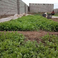 يوجد دايه بيذنجان برشلونه   07820055463