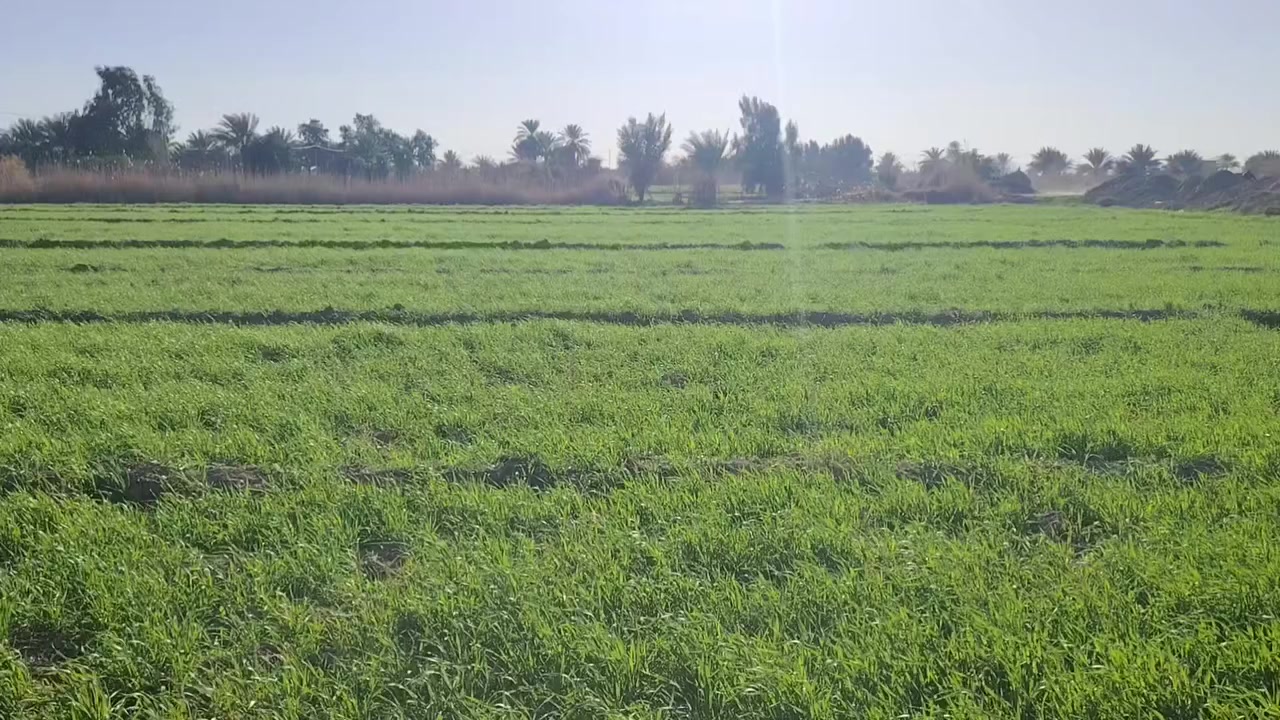 يوجد ارض زراعيه سند25 المساحه 21 دونم
مع بيت زائد حقل
موقع الكاع بابل ناحيت الشوملي قرب جدول حسان
الاستفسار ***********
مراجعة مكتب عباس كعيد
