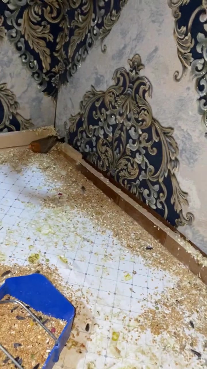 السلام عليكم عندي زوج فناجس هاف اورنج  حجمهن جبير مو ناعمات سعرهن بالسوك 35 والي يريدهن ب25خل يجي يأخذهن


**إذا كنت صاحب هذا الإعلان وتريد حذفه لأي سبب، رجاءا أرسل رسالة إلى الدعم الفني**