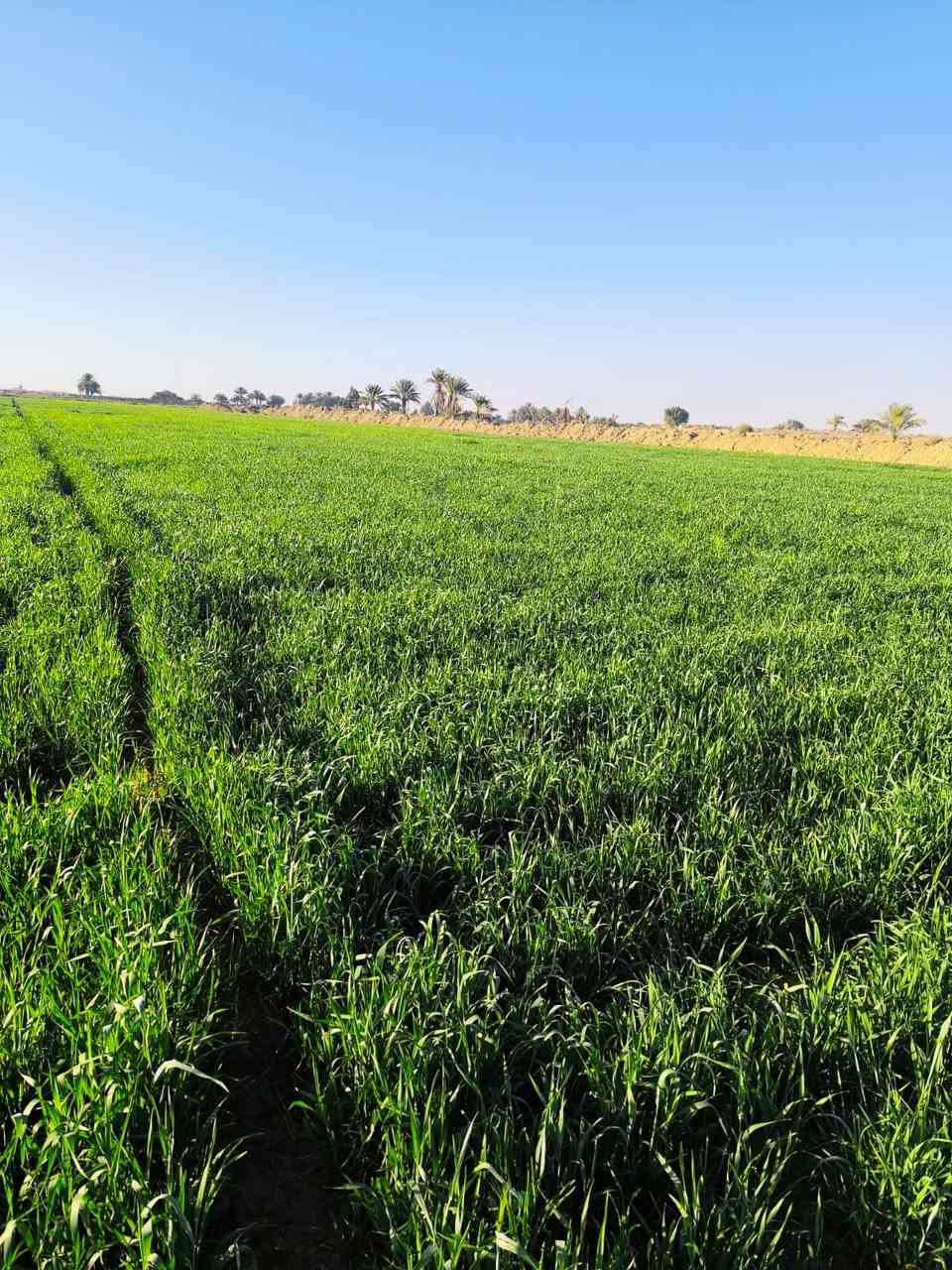 🌾 إعلان بيع أرض زراعية
للبيع أرض زراعية بمساحة 20 دونم في قضاء النصر – قرية النخيلة أرض خصبة وصالحة للزراعة مع طريق خاص ومصدر سقي بواسطة الماطور توجد (٥٠ نخلة)🌴 

للاستفسار الاتصال ابو  جعفر محمد فليح على الرقم

***********

@highlight
