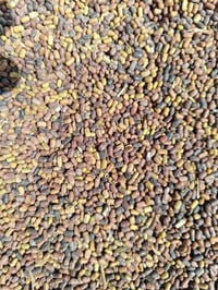 سيسبان • واسط الموفقيه • ٥ طن