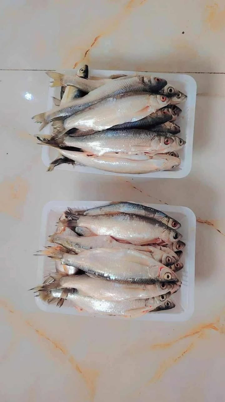 صباح الخير متوفر سمج زوري خشن وناعم كيلو ب3  حمري خشن 3 كيلوات ب15 منضف كامل كاريبي مال صيد كيلو ب6  زوري مقلي جاهز ب٦ كل 3 كيلوات ب15 مطبك جري كيلو وتمن كيلو ب13 متوفر للغده عل حجز  توصيل موجود الباب البيت ***********
