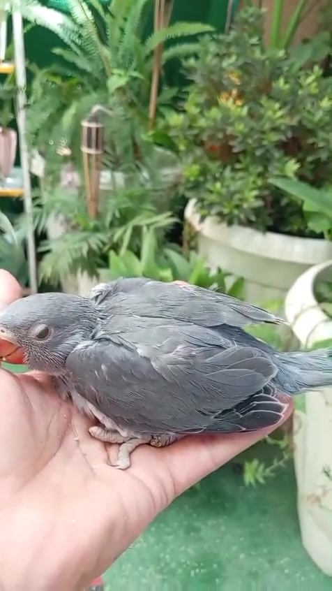 سلام عليكم دوره رصاصي للبيع ماشاءالله فول صحه و عمره55 يوم  امايه و ابو عراقي بشرط حلقه كبس برجله


**إذا كنت صاحب هذا الإعلان وتريد حذفه لأي سبب، رجاءا أرسل رسالة إلى الدعم الفني**