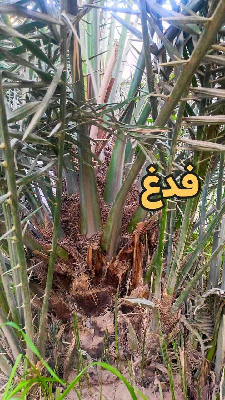 فسائل فدغ ونجدي للبيع
السلام عليكم 

فسائل فدغ عدد 7 مجذرات بالأرض تحت الام
سعر الفسيلة: 100 الف 

فسائل نجدي عدد 10 
سعر الفسيلة : 75 الف 

((القلاع على المشتري))

العنوان: الكوفة-شارع المعمل-قرب سايدين المطار الجديد

للاستفسار : ***********
