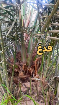 فسائل فدغ ٧ • فسائل نجدي ١٠ • مجذرات