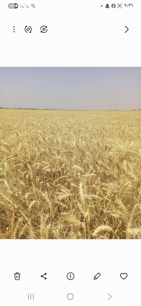السلام عليكم
يوجد حنطه وفيه فرنسيا 
بنت المغلف مشروطه
الكميه محدوده
العنوان بابل الحمزه الغربي 
استفسار  ***********
