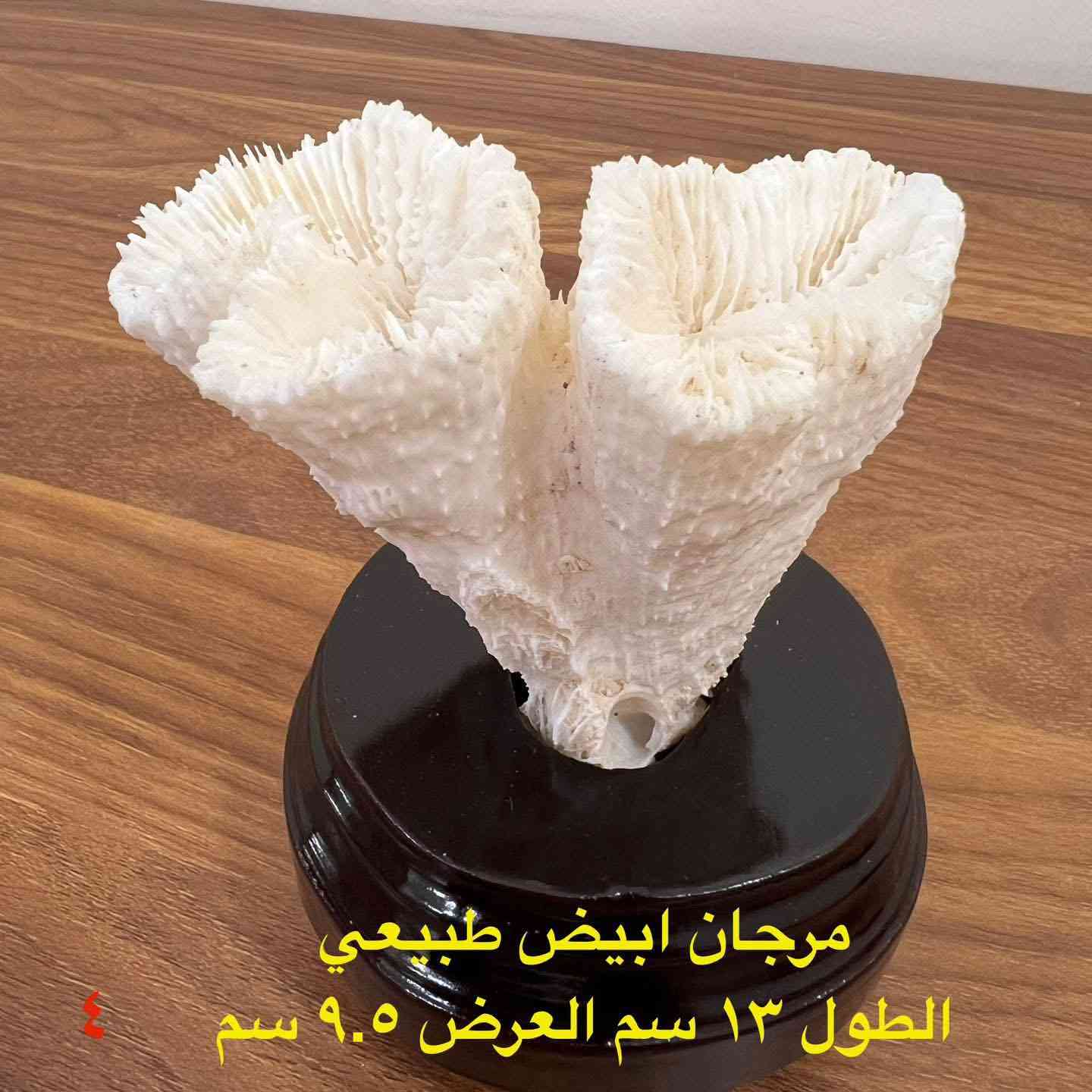 مجموعة كبيرة من الاحجار الخام والمعادن
للمزيد من المعلومات مراسلة الصفحة
او الاتصال وتساب ***********
توصيل كافة أنحاء العراق ٥ الاف
#روعة_الاحجار_الطبيعية
