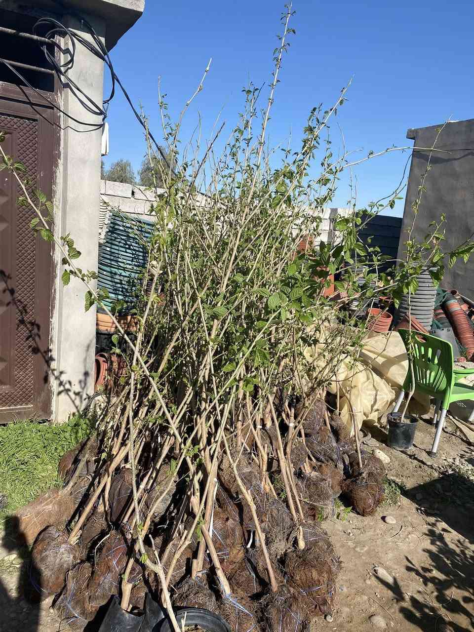 مشتل زيد للتواصل ***********
تم توفير التفاح الشرابي ارتفاع من مترين ونص الى ثلاثة امتار سعر الشتلة3000

تم توفير التكي الكندي ارتفاع من مترين الى مترين ونص سعر الشتلة 3500

عنواني الحويجه بالقرب من سيطرة البگارة
