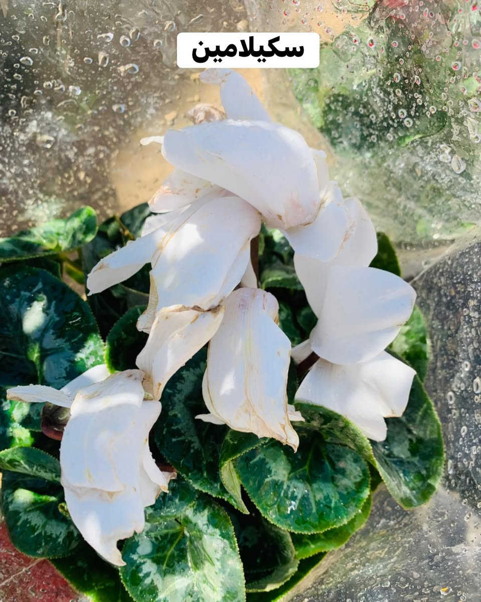 #الاسعار #داخل #صور


**إذا كنت صاحب هذا الإعلان وتريد حذفه لأي سبب، رجاءا أرسل رسالة إلى الدعم الفني**