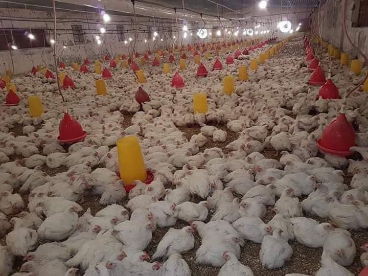 📌3250📌
السلام عليكم تعلن "ادارة مجزرة سعد العفري "

عن وصول وجبة دجاج حي 🐓🐓🐓جديده  

علماً الكميه محدوده 

 الاوزان من2  كيلو إلى 3 كيلو 🐓  شرط ديچ🐓

سعر الكيلو. 3250 . 🐓🐓🐓🐓🐓🐓

📍العنوان العلم📍 
قرب ساحة الشهيد عبدالله الجباره 
بصف براد الخيرات

هيثم العفري 
 
  ***********
