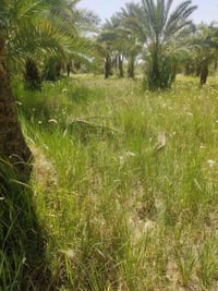 الوجه • بستان • ٥٠ نخلة
