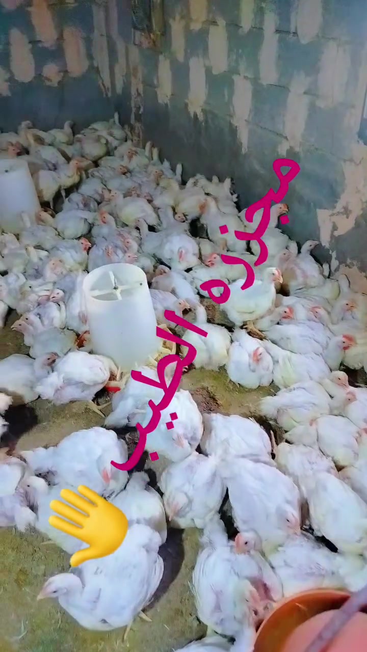 عرض مجزره الطيب 🤚 تابع الفديو للاخير 
لابوبو خط اول غرف.. 🐔
العنوان شارع التدبير مقابل مصور اللؤلؤه 📌 
عروض المقطعات *********** واتساب 📞 
صدر ٥٥٠٠
فخذ ٤٥٠٠
جنج ٦٠٠٠
 توصيل مجاني داخل القضاء 🏍️
