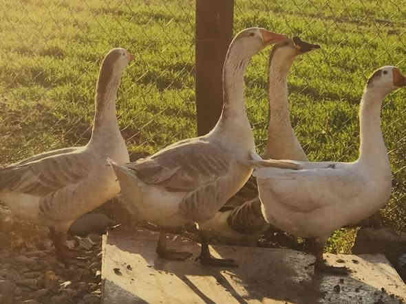 ً
السلام عليكم 
متاح قاز مضرب شامي خشنات 
عدد 5 قازات 
كلهن سمان يرهم ذبح يرهم جنيه 
مكاني قضاء الحمدانيه
السعر خاص او اتصال ***********
