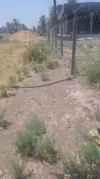 كوريش • ١ دونم • كامل الخدمات