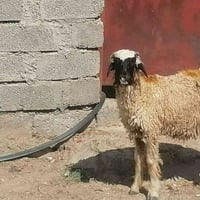 فطيمه • شراي • بيجي