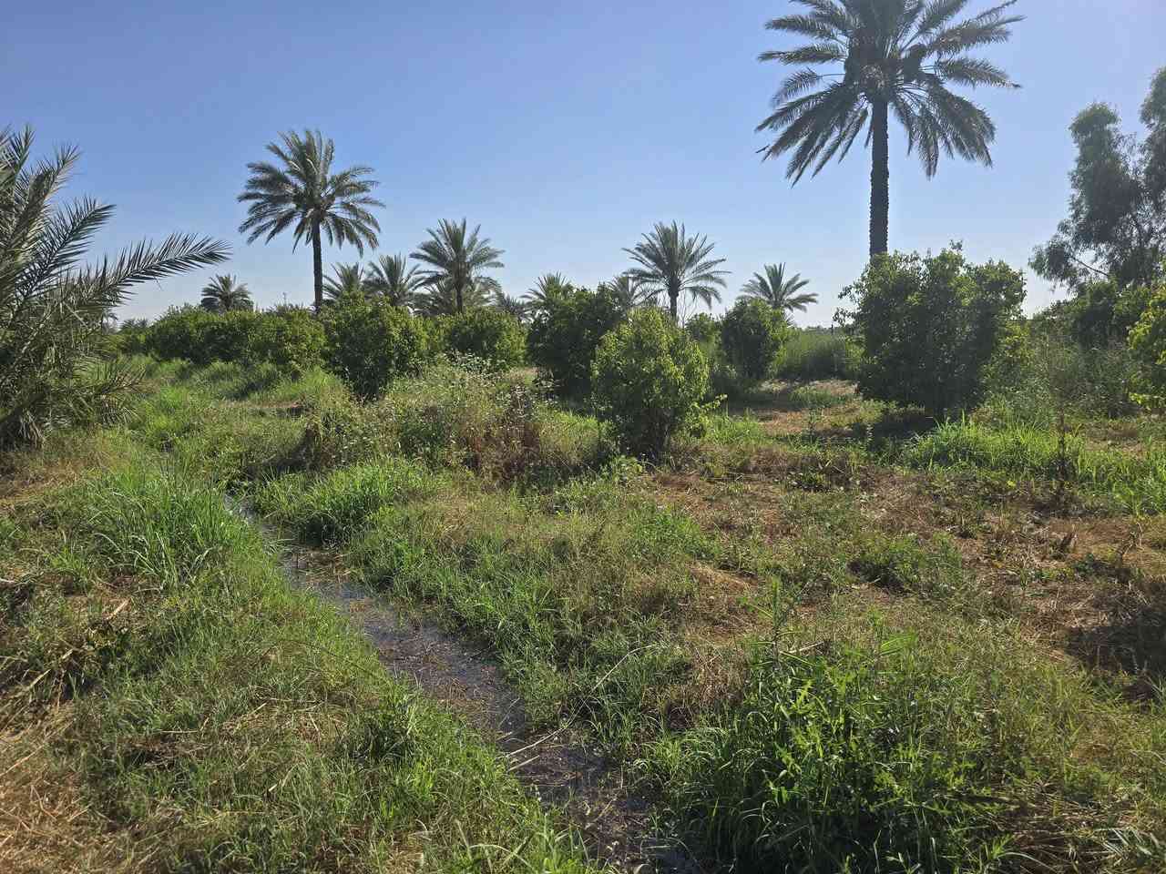 سلام عليكم گاع 5 دونم ملك صرف نزال 250،عرض 50 متر التاجي شيخ حمد. مي شط بيها و3 ابيار مي كاع حلو. كهرباء يم الباب امسيجه. بيه بيتين بيت كامل والثاني هيكل طابقين بصف الشارع العام مثل ما موضح بالصوره مال اوفلاين ترهم اتصير مزرعه بكيف الياخذه. للبيع *********** اتصال او واتساب
