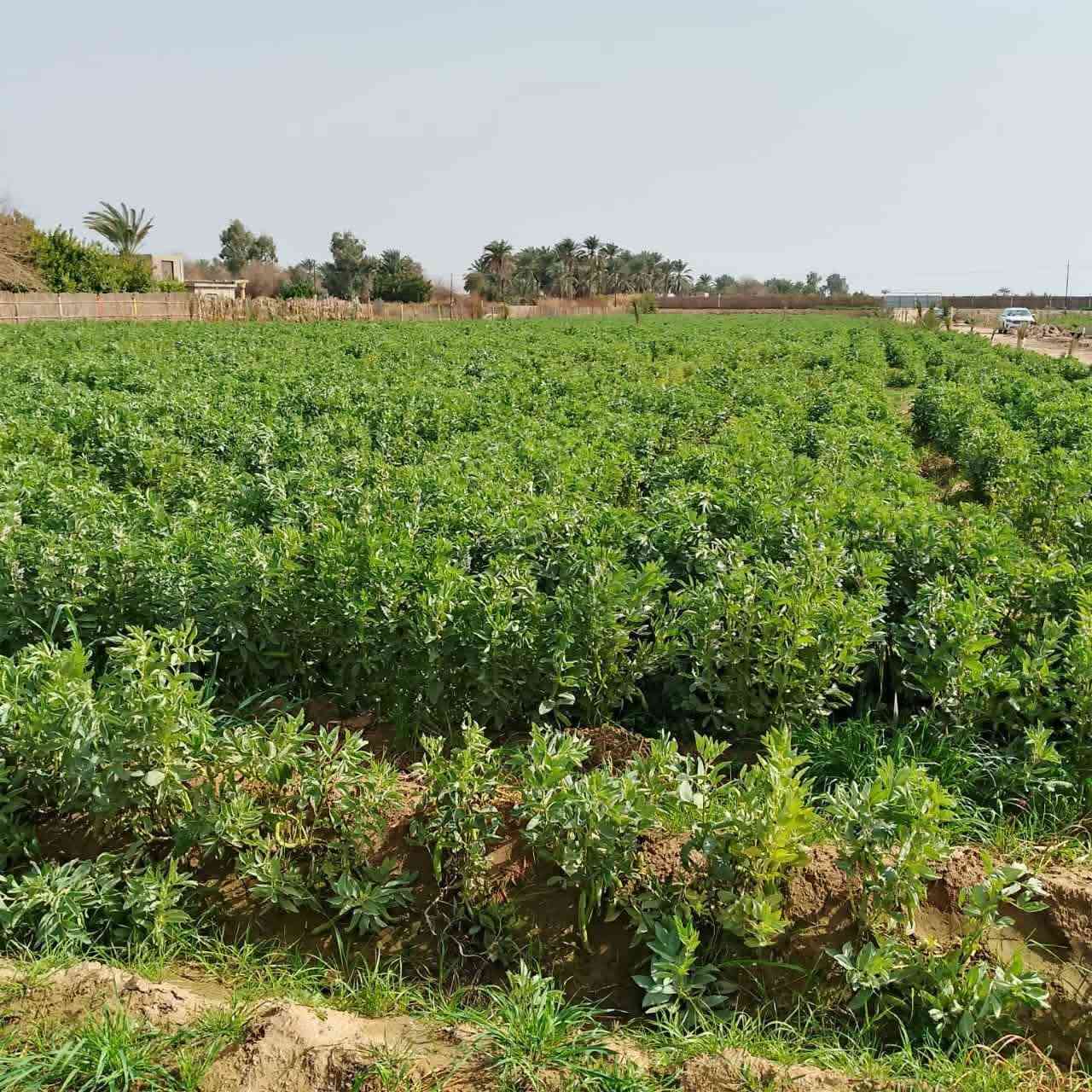 السلام عليكم أرض طابو سند ٢٥ شرط التحويل شاطيه المساحه ٤ دونم مسيجه الوجه ٤٥ والنزال ٢٣٠ موقعها واسط العزيزيه منطقه الدير الشارع تبليط صدرها على التبليط ونهايته الشط يعني ترهم سياحه وكلشي يعجبك وباقي التفاصيل الاستفسار على الرقم ***********
