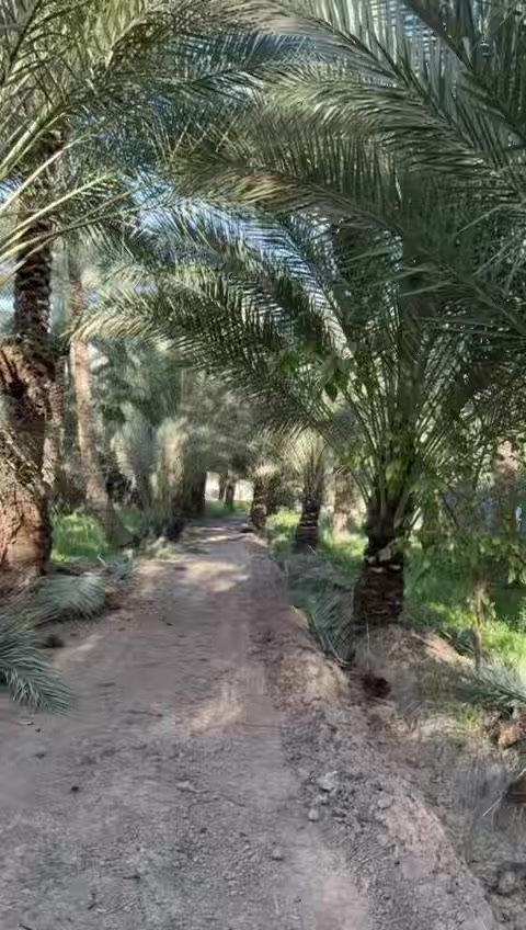 سعر الدونم 👈 الواحد (( 350 )) مليون مع المجال
سلام عليكم متابعين اليوم نعرضلكم بستان بمساحه 3 دونم طابو زراعي سند 25 تحويل اسهم بأسم المشتري موقعها تجاري ع شارع الابراهيميه مباشر واجه 30 متر والباقي نزال تحتوي ع عدد من الخيل حدود 200 نخل بستان مزروعه ومخدومه خير من الله كافة الخدمات متوفره ينباع منه دونمين وتباع 3 دونم الخدمات مدارس مستوصف اسواق بستان تجاريه نفس الوقت العنوان كربلاء شارع الابراهيميه تبعد عن الامام 8 كيلو للأستفسار اكثر الاتصال ع الارقام

***********

***********

@الجميع
