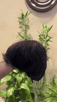 توفر باروكه بوي رجالي نسائي ولادي للطلب المراسله خاص او الاتصال على 07...