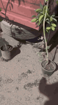 السلام عليكم يتوفر شتلات برتقال نومي حامض عراقي نارنج لالنكي كله حامل  ارتفاع مترتين ونص فما فوق مكاني بغداد الجزيره استفسار اتصل على رقم ***********
