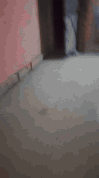 مجمع العوائل • مدينه الصدر • الفرقه