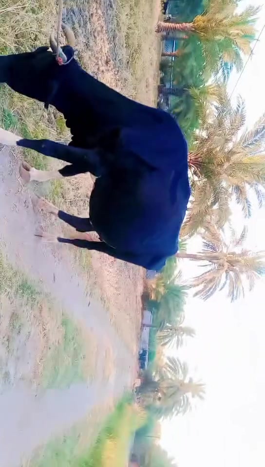سلام عليكم اصحاب المواكب متوفر ذبايح شتريد موجود مكاني بابل جبله  صعدولنه المنشور حبايب ///***********
