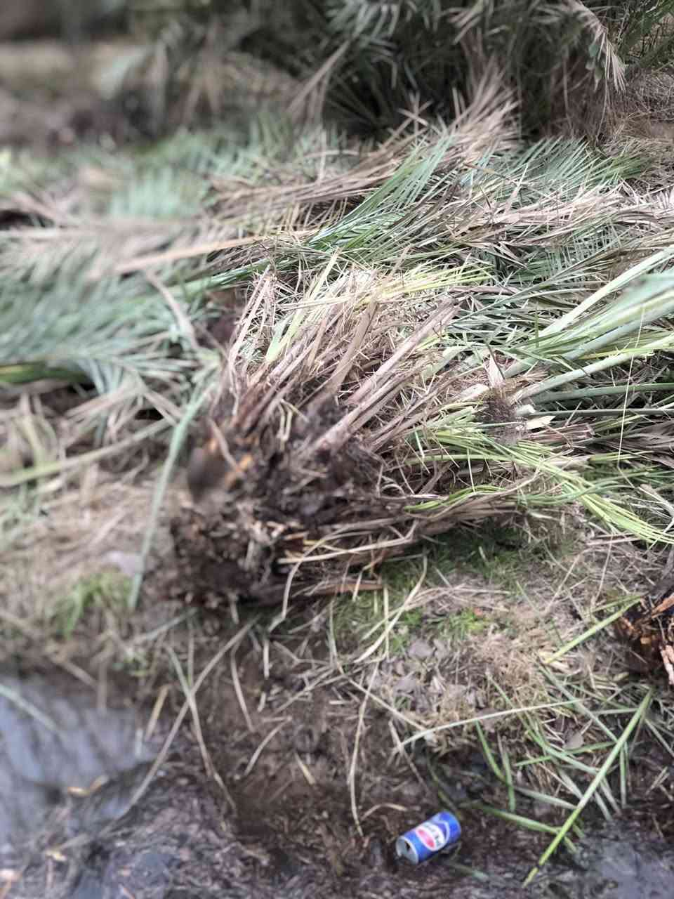 سلام عليكم فسائل زهدي للبيع درجه اولى احجام وسط ودبة غاز مشلوع وكامل شكد متريد اجهزلك سعر الوحده4الاف 
رقمي ***********
