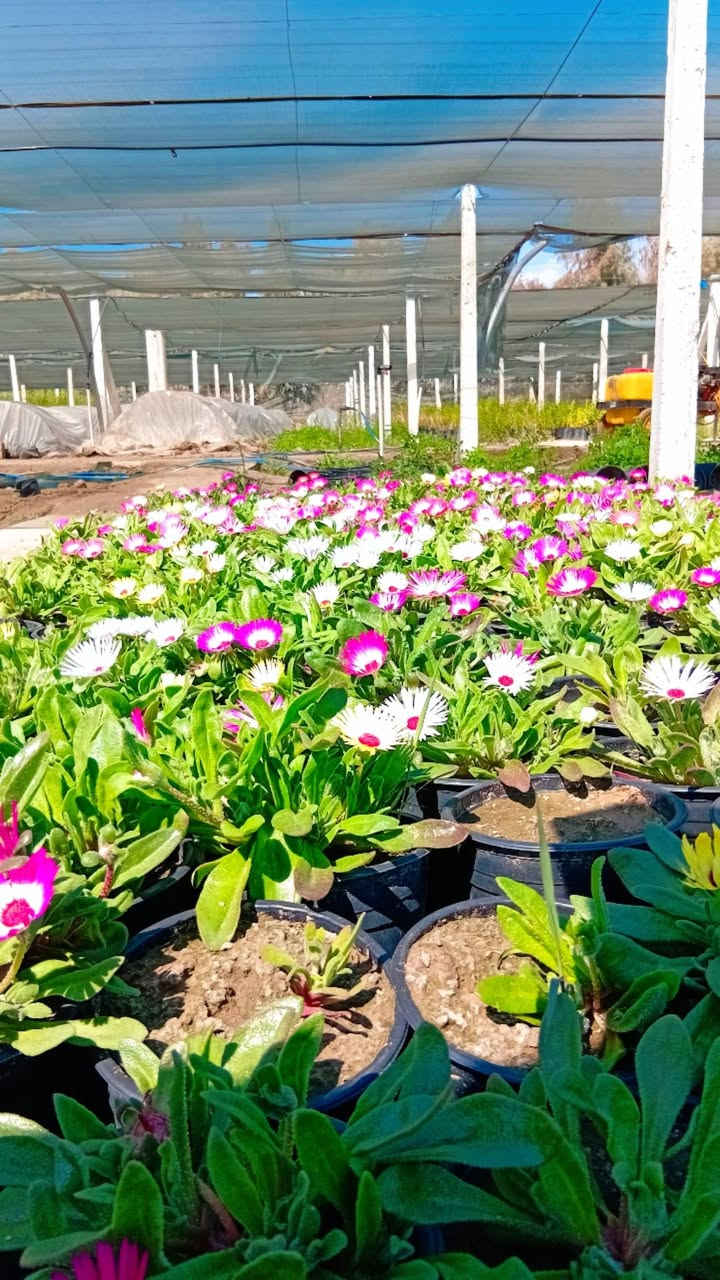 سلام عليكم اخواني الاعزاء
توفر  لدينا في مشتل وغابات النعيميه شتلات ورد البتونيا 

يتوفر 5نوعيات الوان 

سعر الشتله بجمله ٣٥٠ دينار 

ام المفرد ب٥٠٠دينار

تواصل واتس ***********
الاثير ***********
