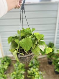 لبلاب متدلي • مشتل شهيد العتبي • العزيزيه واسط