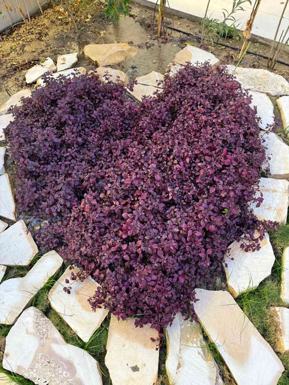 سلام عليكم يوجد لدينا مزارع اليجار في البوعيثة بسعر ***********مناسب موثقة بتطبيق اجرلي ا التواصل وتصلح المناسبات مي حار
