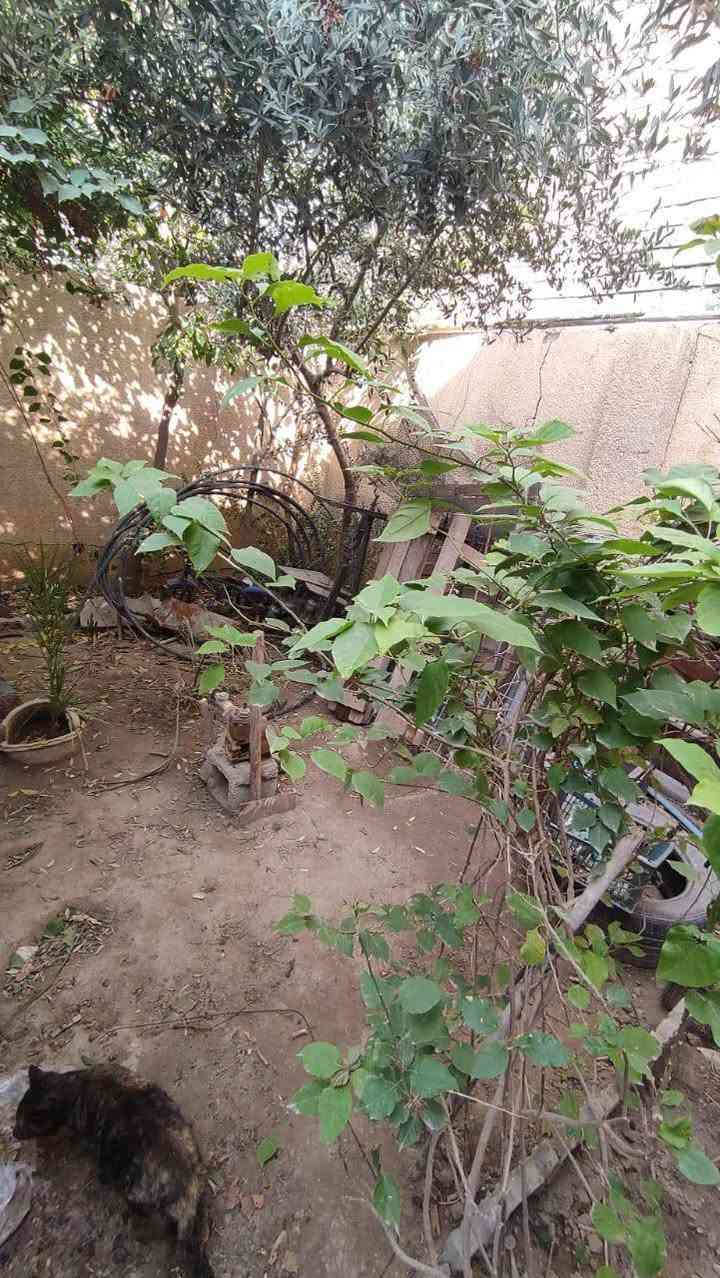 اعلان… .رقم (274)
دار كلاسيكي طابق ونصف  للبيع  مساحة (153.67 متر) محدث 2014
السند مستقل مباشر افتح بيان 
الواجه( 7.65متر) نزال(20متر) 
 اعلى من الشارع بتقريبآ 15 سم
 &&&&&&&
ال ارضي / غرفه #استقبال #مطبخ #صحيات #حولي  #كراج سيارة #حديقة
الثاني / 1غرفه 💤نوم #مطبخ #صحيات #سطح…. 
البيت قابل للسكن او تاجير.. 
للاستفسار مراسلة الصفحه 📬 اوالاتصال علئ الرقم  . 
***** ***********📲****
((مكتب الديار للوساطه العقاريه وتعقيب المعاملات وتسهيلها .)) 
*****بأدارة سيد عمار *****
