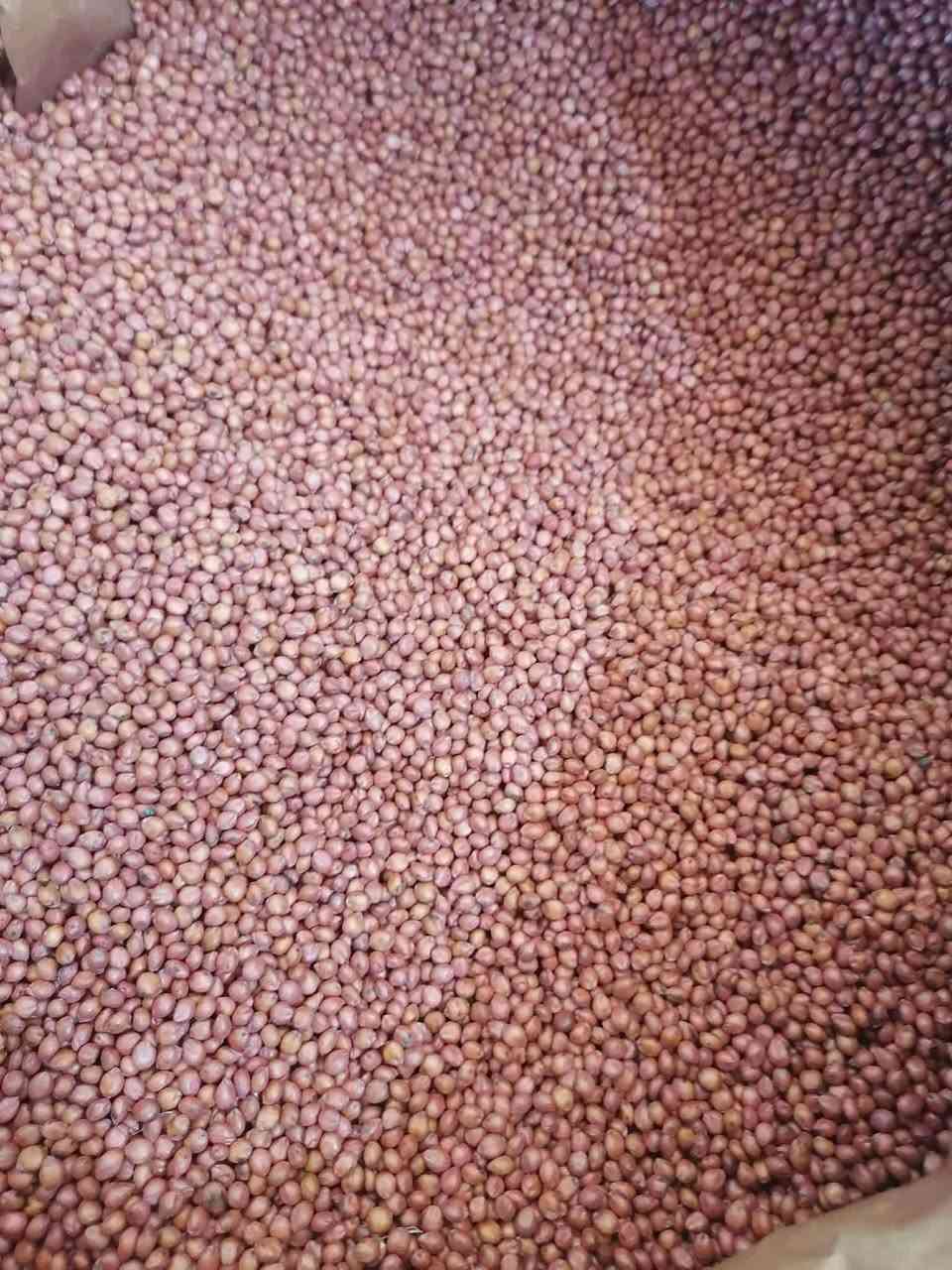 ✅محلات هيثم للخدمات الزراعية ✅

✅وصول بذور #اذرة ✅

#اسبانية
#عراقية
#بيضة

#اسعار_مناسبة_جدا_جدا

#متوفر_جملة_مفرد

✅العنوان الجدعة الشارع العام مقابل مجمع جنة الأسعار محلات هيثم للخدمات الزراعية ***********
