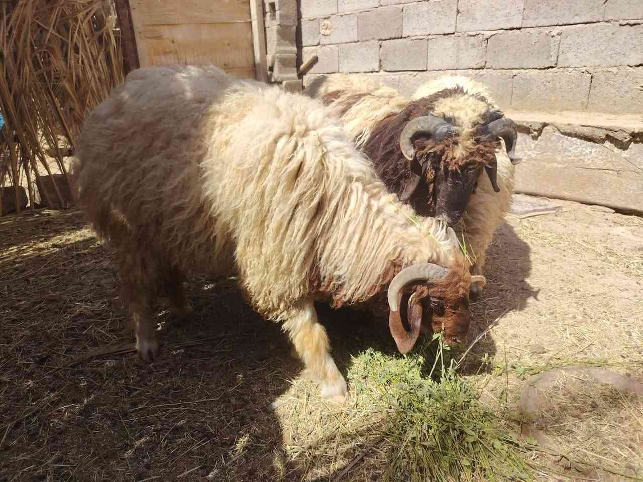 السلام عليكم 
اربع طليان خشنات يرهمن ذبايح ويرهمن جنيه شرط النصاح سعرهن 1400 وبيهن مجال مكانهن قريه جريجب للتواصل ***********
