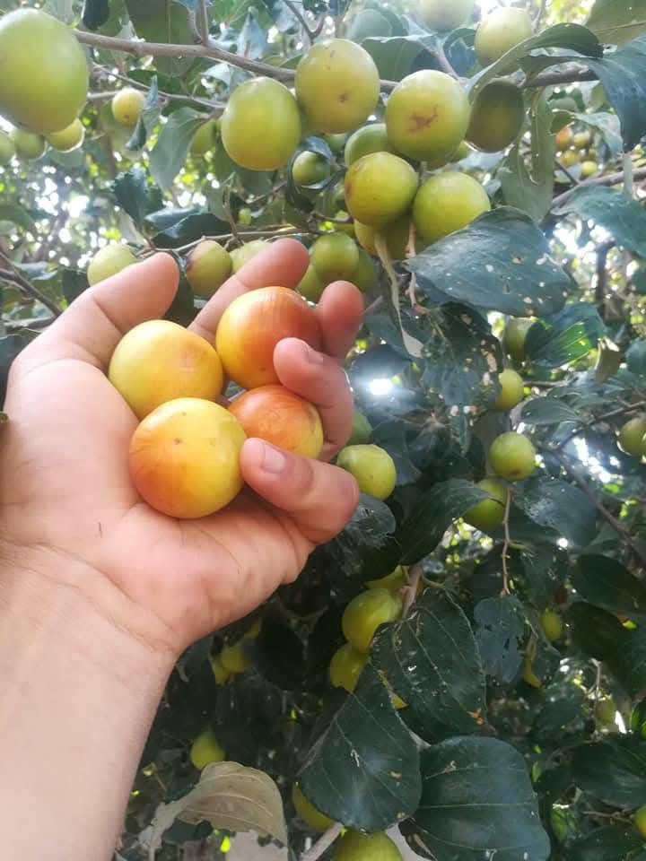 السلام عليكم
على بركة الله هذه الأيام بداية موسم التطعيم للسدر(النبگ)
النجاح مضمون % مئة بالمئة وخبرة في هذا المجال لسنوات عديدة ،
والأسعار مناسبة جداً ولكل المحافظات تطعيم #المشاتل_والمزارع_والبساتين_والحدائق 
ماعليك سوى ترك عنوانك ورقم الهاتف وعدد السدر المراد تطعيمه
والباقي علينا
للاستفسار مراسلة الصفحة الشخصيه أو الاتصال على رقم الهاتف واتس آب ماسنجر
العنوان ذي قار قضاء النصر
 مسلم العتابي
  رقم الهاتف***********
