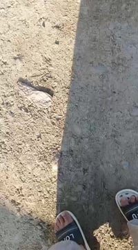 بيكب • ١٩٨٩ • الراشديه