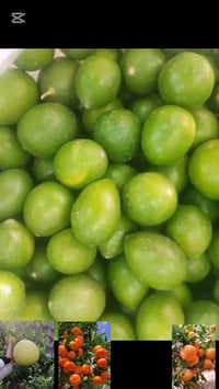 شتلات مطعمه • النجف الاشرف • برتقال