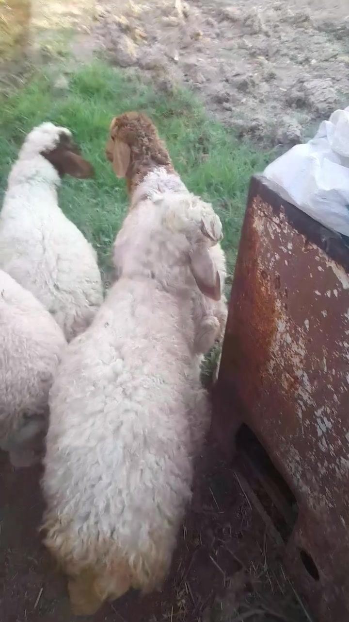 بسم الله ماشاءالله
يوجد طليان للبيع العدد ٥ كلها خرفان
طليان قوازي كلشي ترهم
مكانها راوة 
سعر الزوج ٥٢٥
***********

