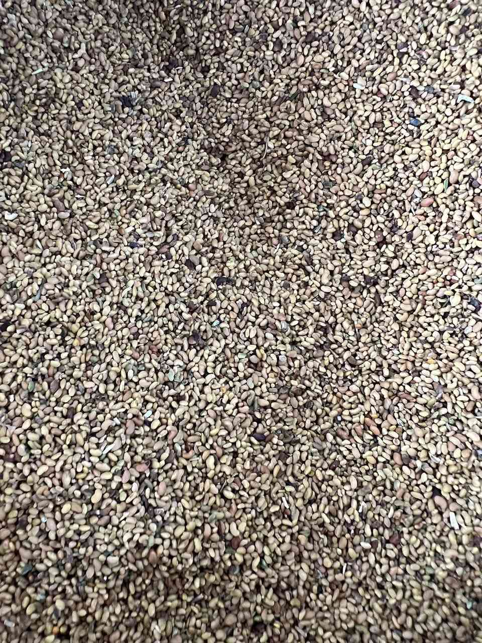 #متوفر_بذور_جت_درجه_اولى_نضيف_جدا 

باسعار مناسبه 

جمله _مفرد 

المكان : ذي قار _ الفجر _ مقابل اسواق نصير خشان 

للاستفسار 

***********
