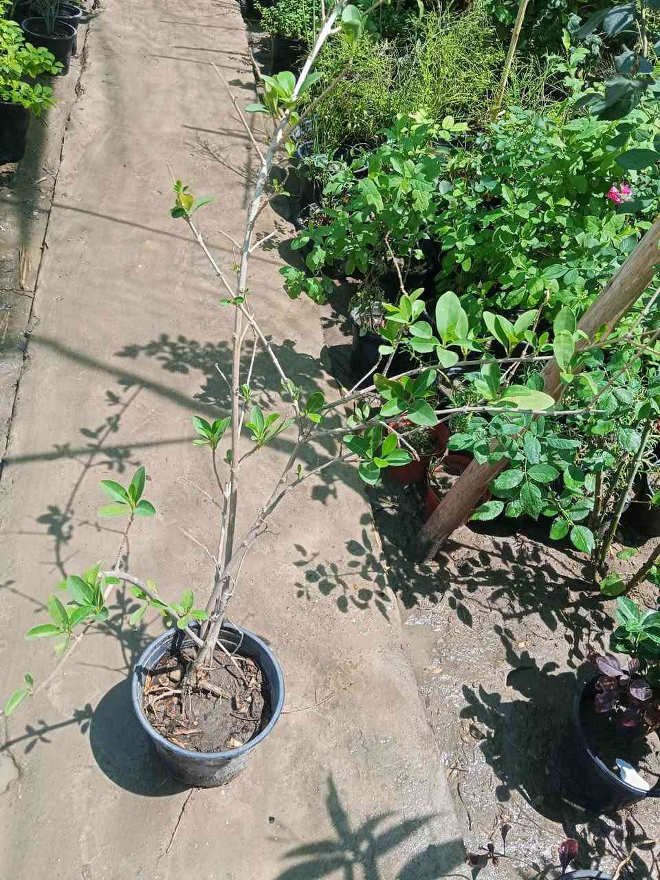 جمعة مباركة عليكم
عررض اليوم 
لبيزيا
انتيكوما
قلن طوز
رمان
ياسمين زفر
ياسمين متسلق
نسرين متسلق
دفلة
جاتروفا
رازقي
سعر سندانة 3000
2ب5000
طبعا كلهم أشجار مقاومة 👌🏻 👌🏻 
الحجز والاستفسار مراسلة ع الخاص 
العرض اليوم فقططط

بائعة الورد 🤗 🍂


**إذا كنت صاحب هذا الإعلان وتريد حذفه لأي سبب، رجاءا أرسل رسالة إلى الدعم الفني**