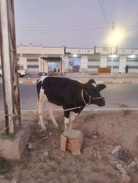 ذبيحة • لحم • لحم خروف • حولي • ذبيحة حولي • قصاب • لحم طازج • ديرة • ...