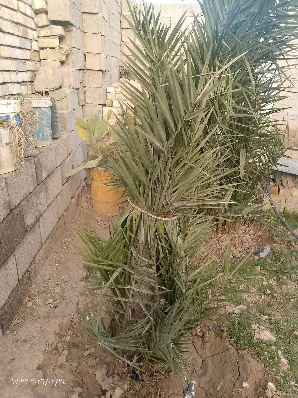 السلام عليكم عندي نخل برحي الي يريد يراسلني أو يخابر ***********
