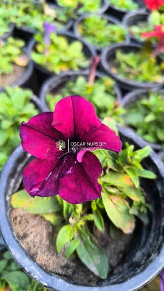 نبات البيتونيا 
متوفر داخل المشتل 

📍 زورونا في موقعنا:
مشتل الأوسكار – حي الحنانة – شارع نجف _ كوفة
(مقابل غرفة تجارة النجف و فريندز كافيه ومطعم شريف– مجاور متنزه الحنانة العائلي)

🕗 أوقات الدوام:
من 8:30 صباحاً إلى 8:00 مساءً

📞 للطلب والاستفسار:
*********** – ***********
(اتصال / واتساب / مراسلة عبر فيسبوك)
 متوفر دفع  زين  كاش ومتوفر ماستر  

🚗 يتوفر توصيل داخل النجف
موجودين في تطبيق توترز لبعض المواد الزراعية 

أهلاً وسهلاً بكم دائماً في مشتل الأوسكار 🌹🌹🌹
