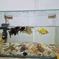 حوض السمك كامل مع ٧ اسماك ٣٠ الف حەوز دگەل ٧ ماسیا کامل ب ٣٠ هزارا  07...