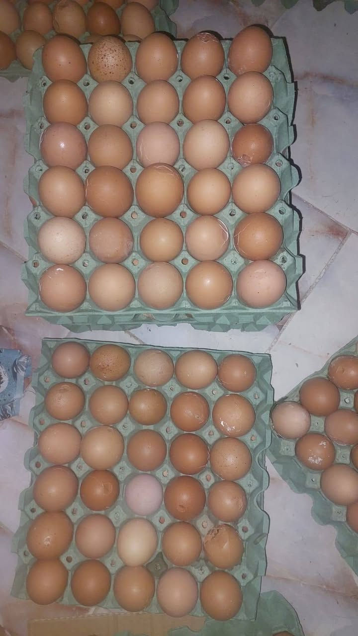 بيض مفطور طازج انتاج اليوم
سعر الطبقه 3500
العنوان حي العمال شارع التربيه الجديده مقابيل دائره الكهرباء محل ام علي 🍬


**إذا كنت صاحب هذا الإعلان وتريد حذفه لأي سبب، رجاءا أرسل رسالة إلى الدعم الفني**