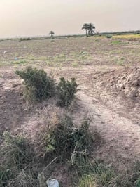 واسط الصويره بدعت حمد • ١٠ دونم • طابو زراعي