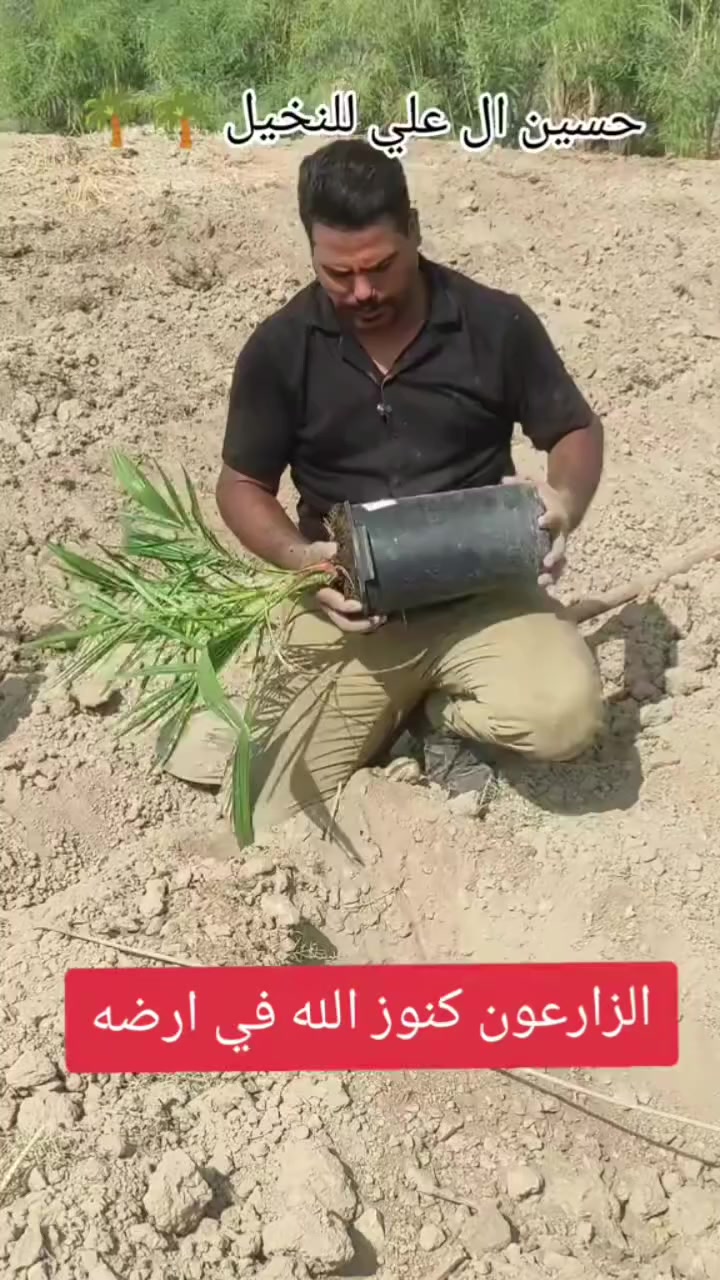 حسين ال علي لعمل وتجهيز النخيل بكافة أنواعها والاحجام 

 #نخيل_عراقي #فسائل_نخيل #بيع_نخيل #تمور_عراقية #زراعة_العراق


**إذا كنت صاحب هذا الإعلان وتريد حذفه لأي سبب، رجاءا أرسل رسالة إلى الدعم الفني**