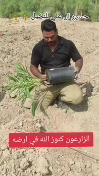 نخيل عراقي • فسائل نخيل • حسين ال علي