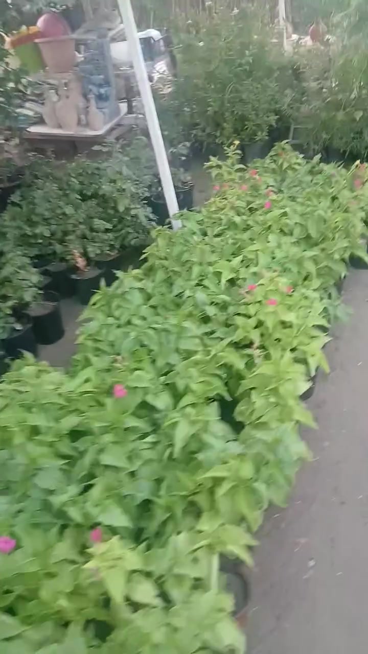 مشتل الزهور حي ميسان مقابيل مصرف الدم


**إذا كنت صاحب هذا الإعلان وتريد حذفه لأي سبب، رجاءا أرسل رسالة إلى الدعم الفني**
